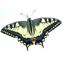 European Swallowtail machaon gorganus 5 summer pupae European Swallowtail machaon gorganus 5 summer pupae